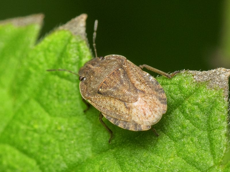 Sciocoris distinctus Fieber, 1851